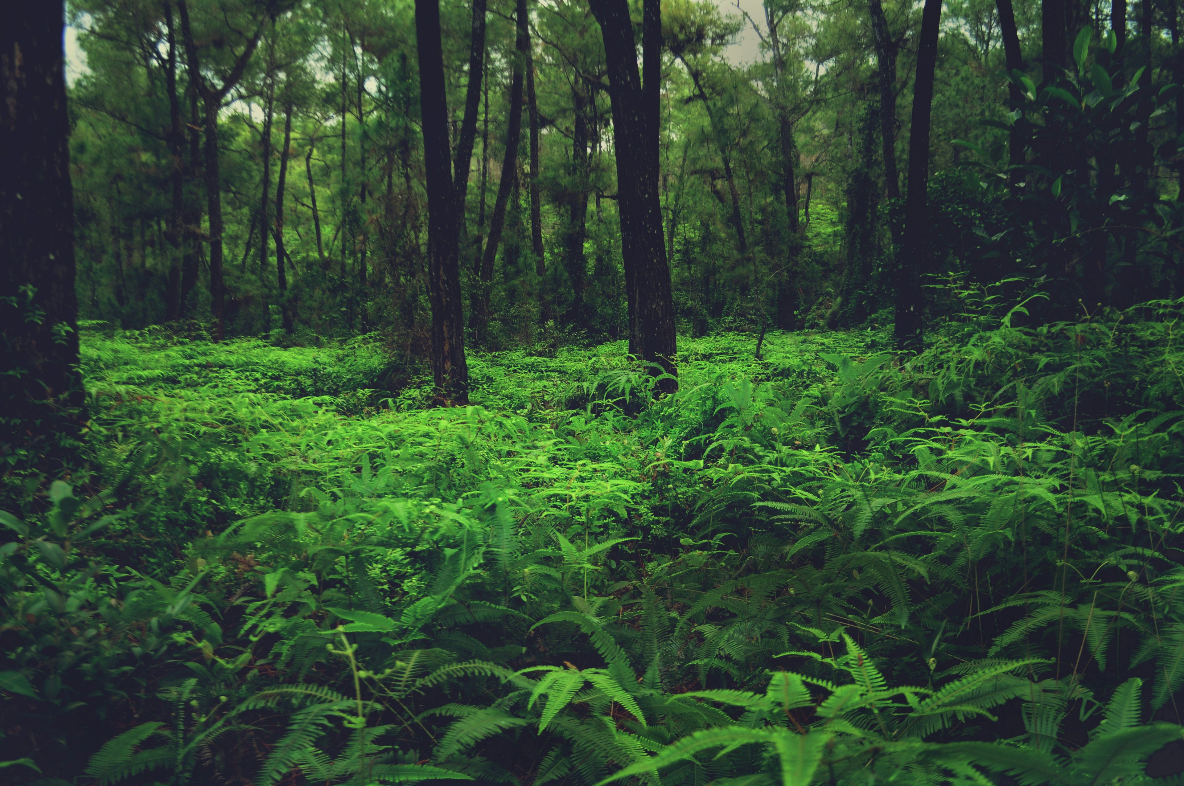 Lush forest with ferns on the ground. Art Collectiv sustainable business practices.